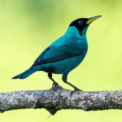 Foto's van vogels zoals buizerds, zeearenden, haviken