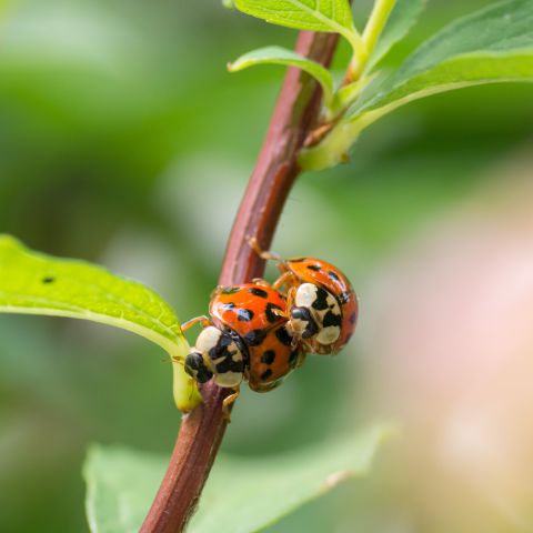Insecten & Spinnen
