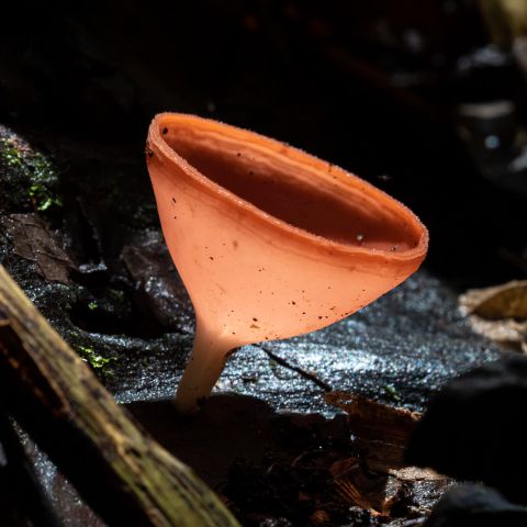 Paddenstoelen