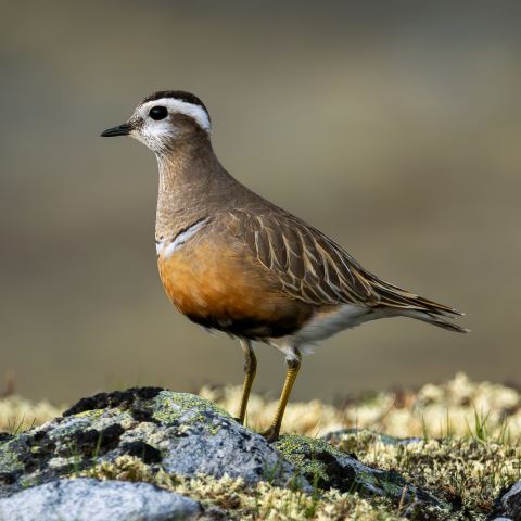 Wildlife fotografie