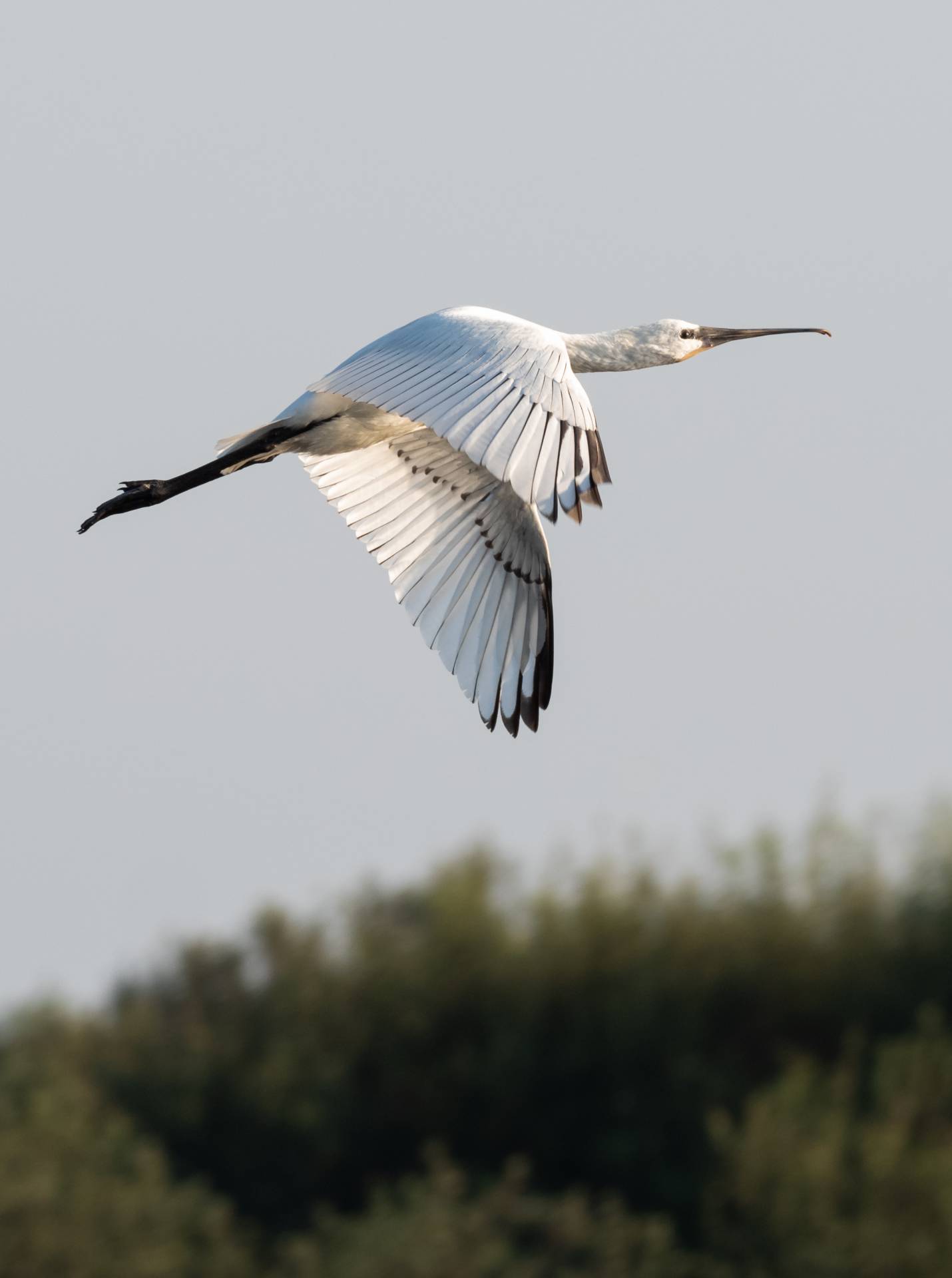 Lepelaar in vlucht