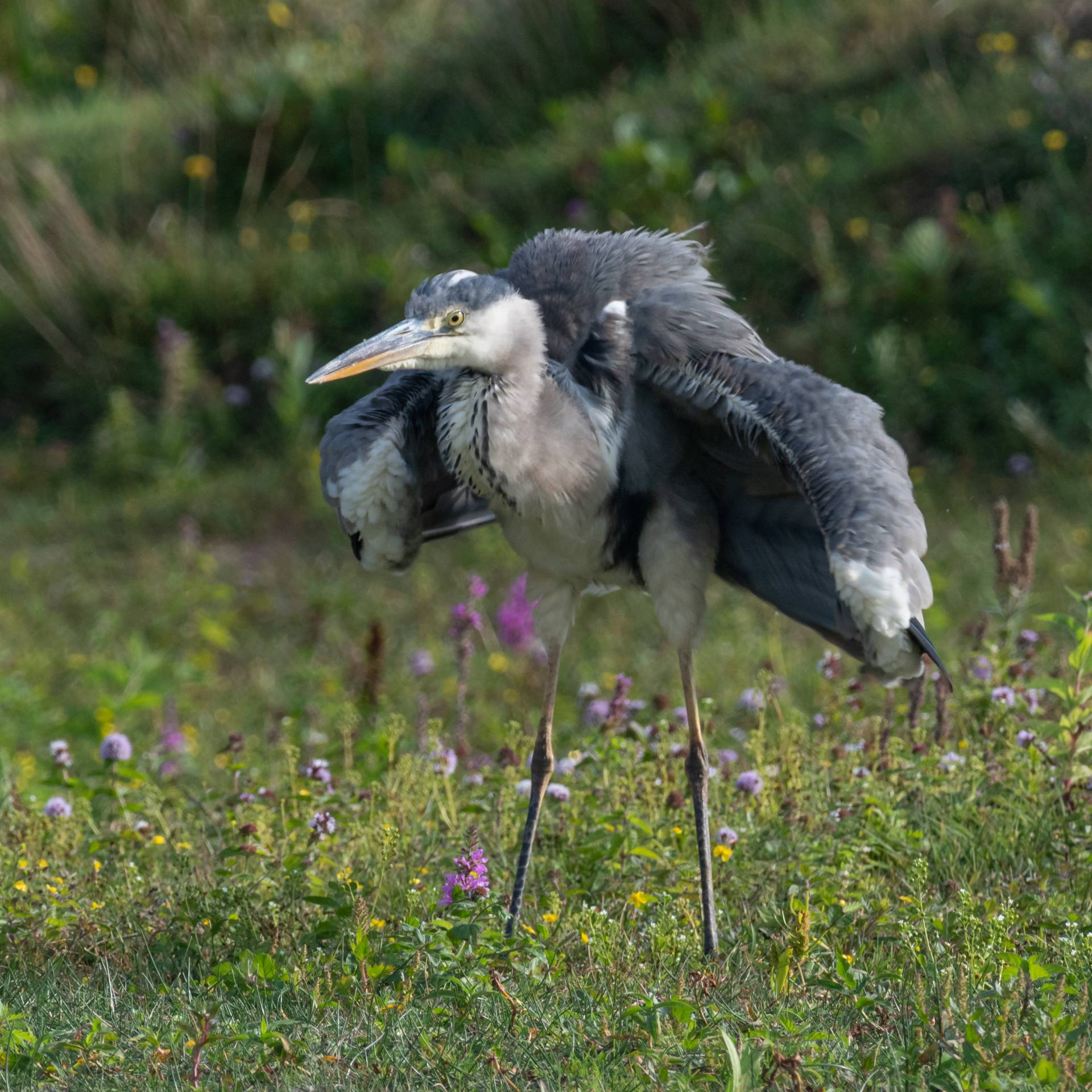 Reiger schudt zijn veren