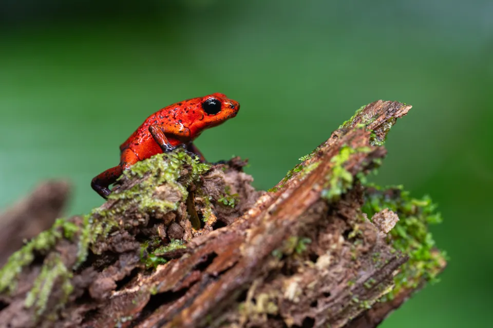 Wildlife en vogels in Costa Rica.
