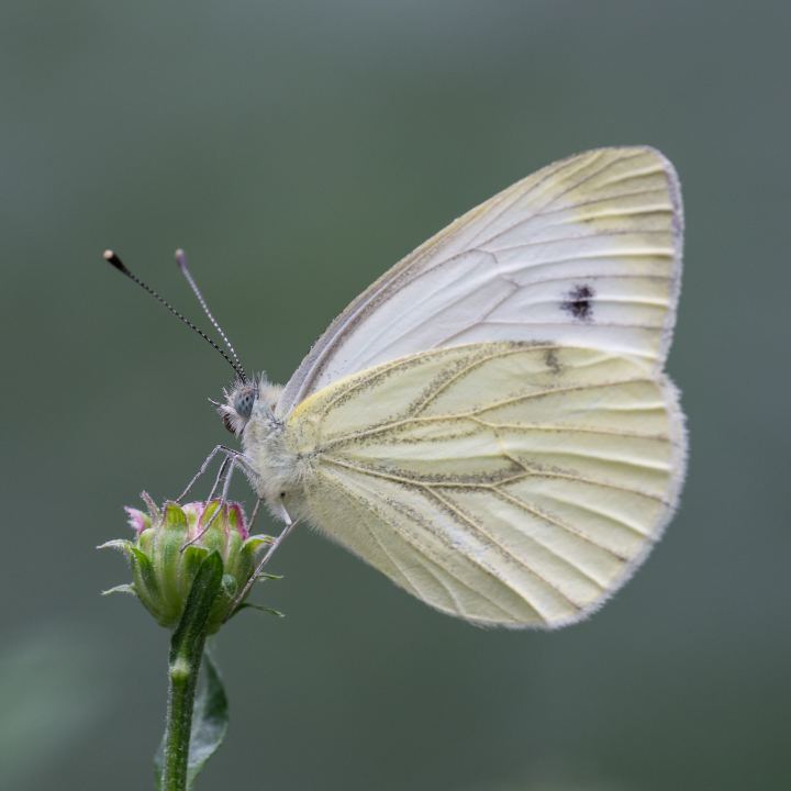 P7060146