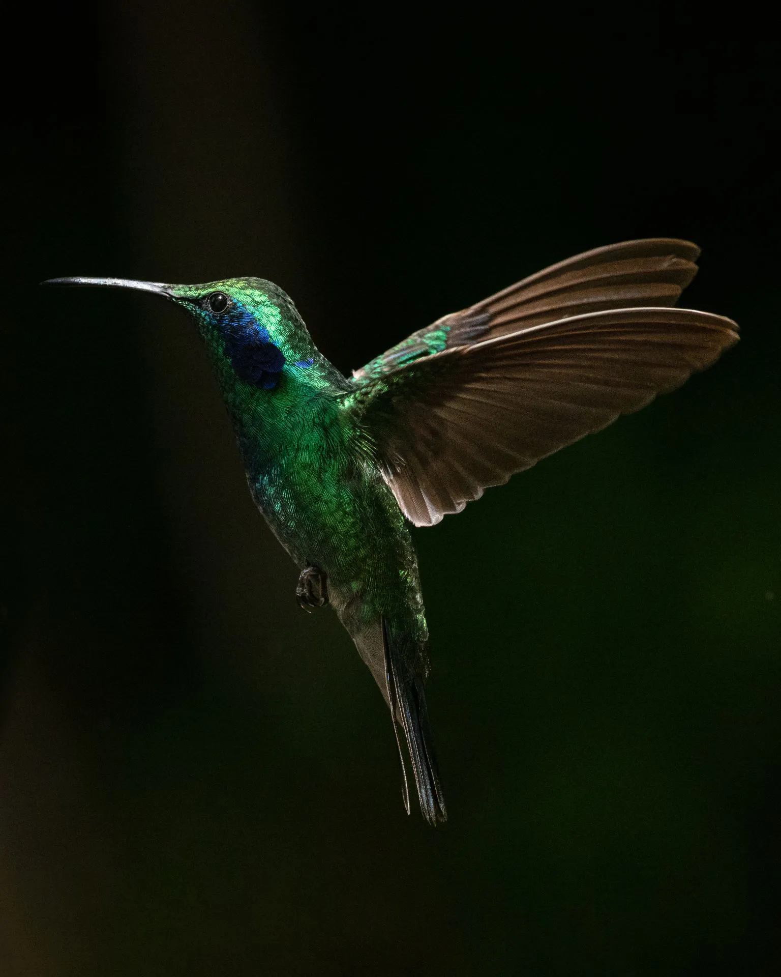 Kolibri