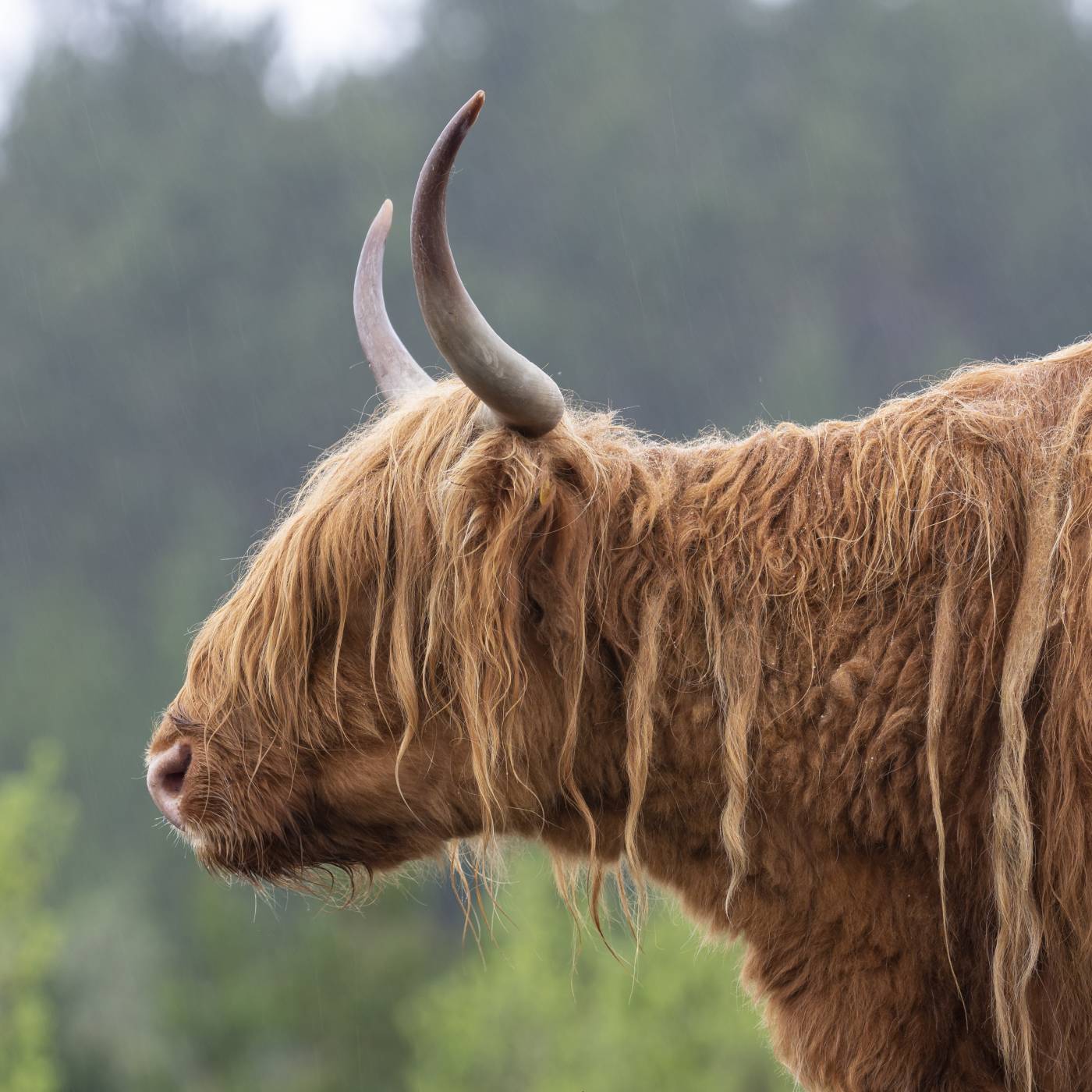 Schotse Hooglander