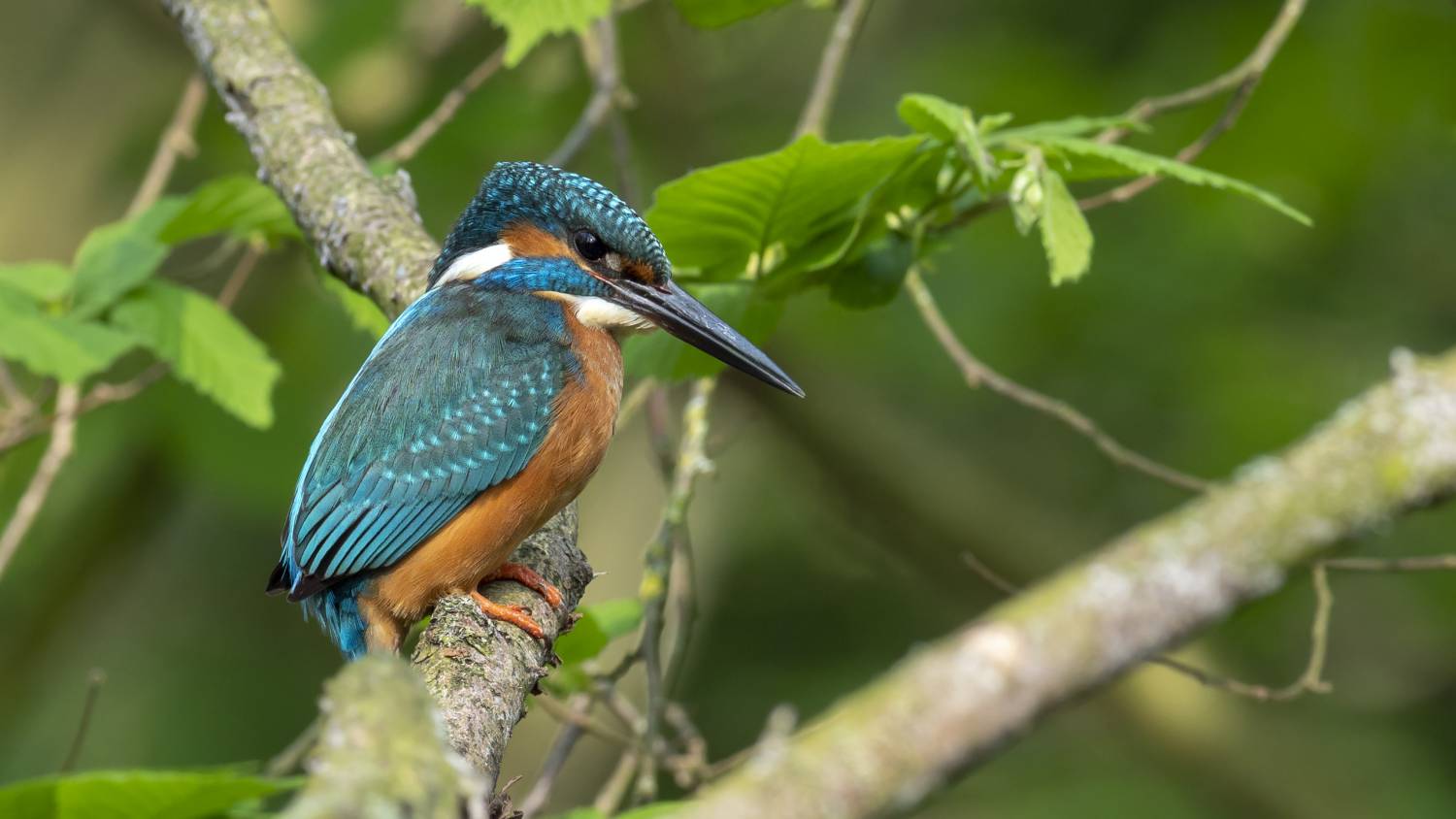 ijsvogel utrecht