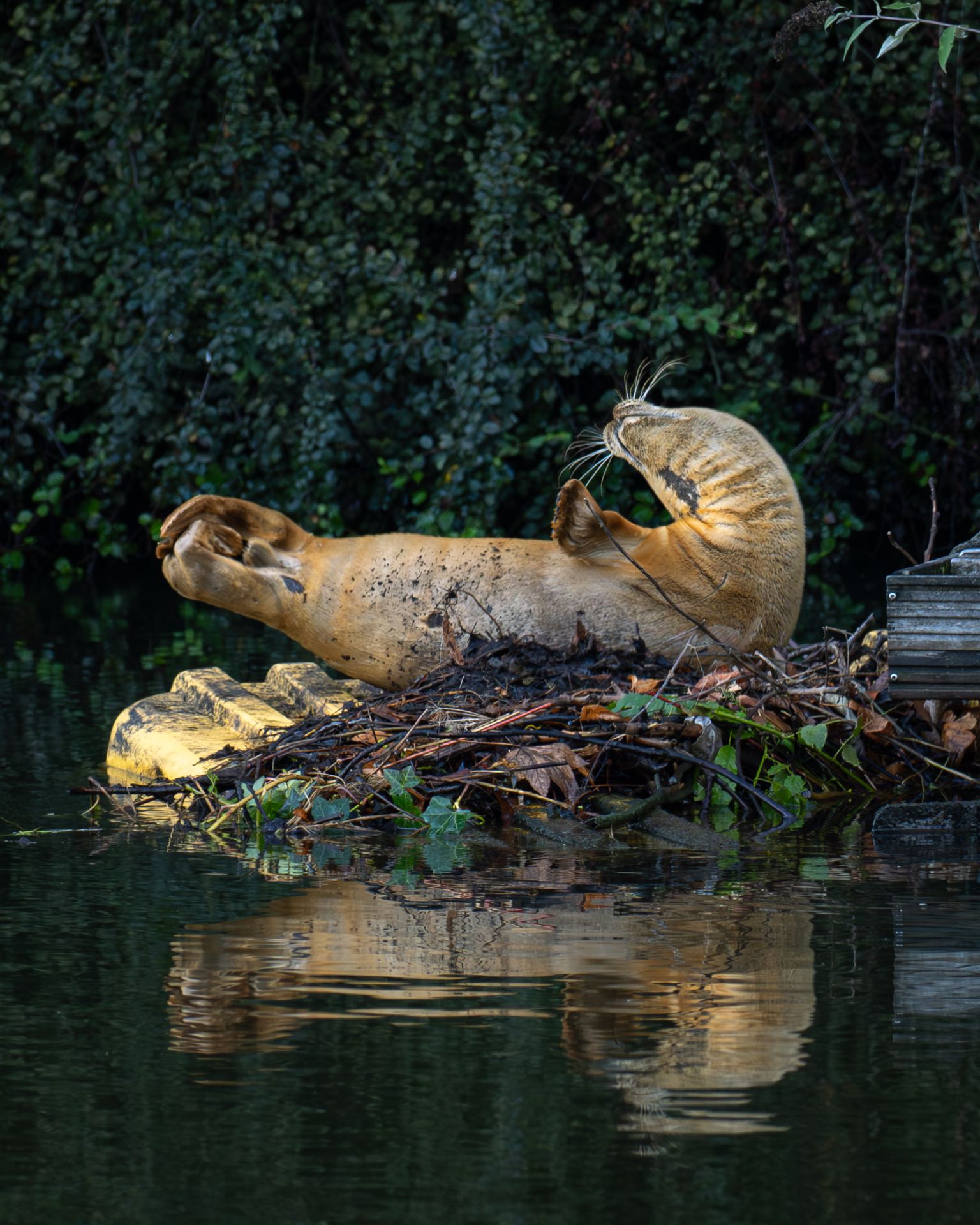 Zeehond
