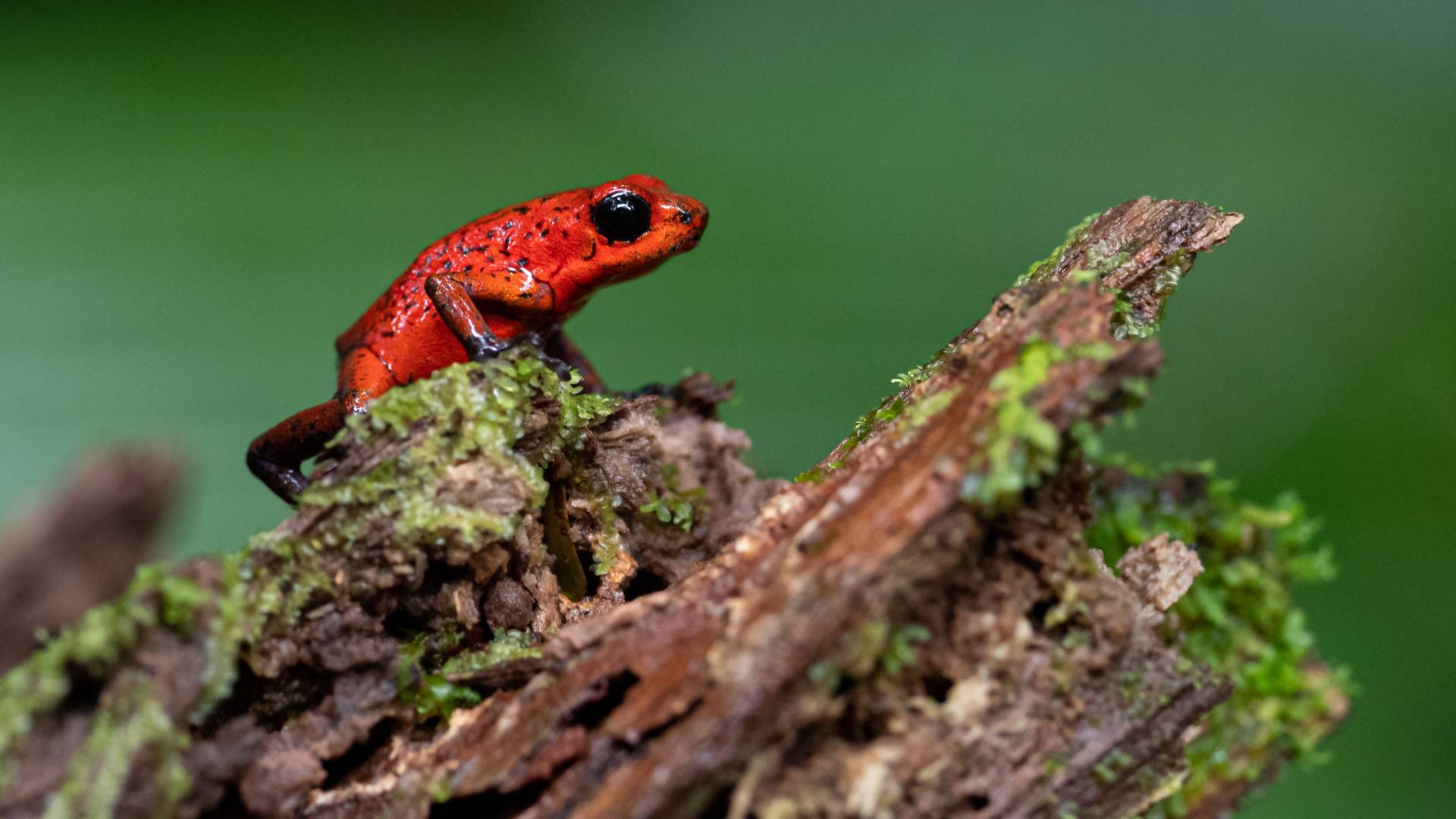 Wildlife in Costa Rica